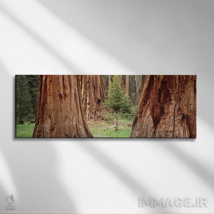 تابلو دکوراتیو Sequoia National Park, California, USA,نهال در میان سکو… اثر پانورامیک ایمجز - نمای روبهرو روی دیوار