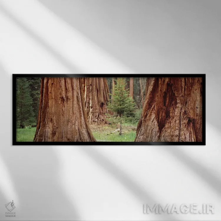تابلو دکوراتیو Sequoia National Park, California, USA,نهال در میان سکو… اثر پانورامیک ایمجز - نمای قابدار مشکی