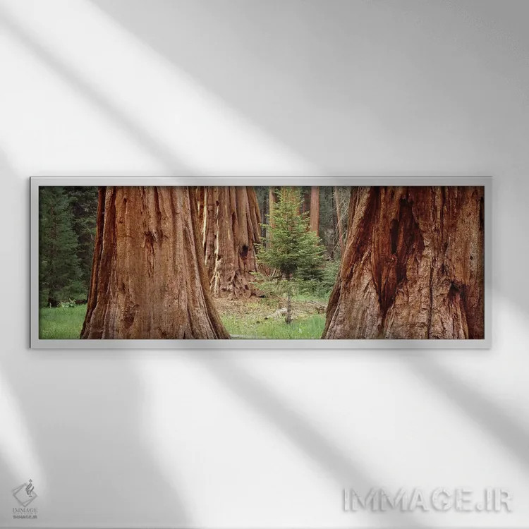 تابلو دکوراتیو Sequoia National Park, California, USA,نهال در میان سکو… اثر پانورامیک ایمجز - نمای قابدار سفید