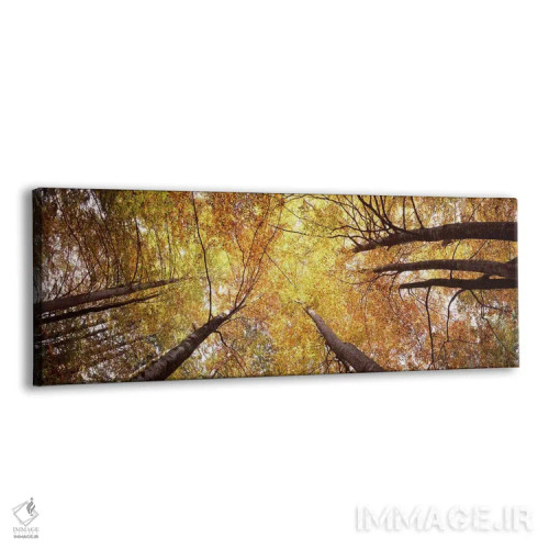 تابلو دکوراتیو Bavaria, Germany,نمای زاویه پایین از درختان، بایرن، آلم… اثر پانورامیک ایمجز - نمای پرسپکتیو محصول