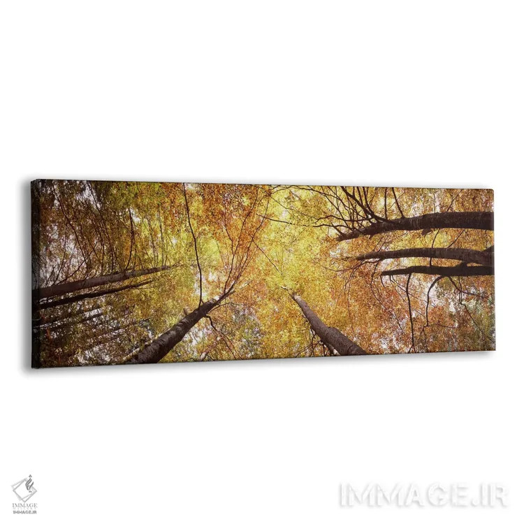 تابلو دکوراتیو Bavaria, Germany,نمای زاویه پایین از درختان، بایرن، آلم… اثر پانورامیک ایمجز - نمای پرسپکتیو محصول