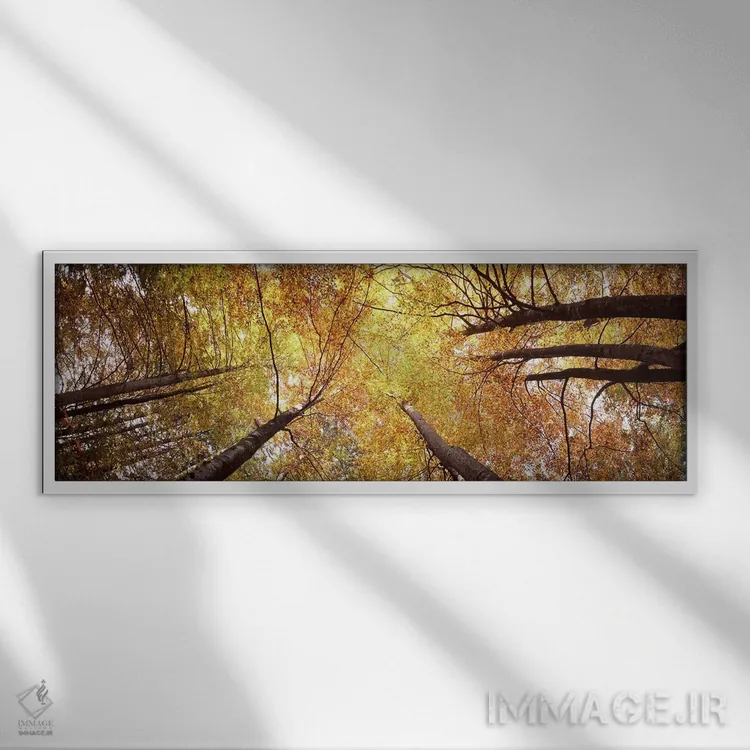 تابلو دکوراتیو Bavaria, Germany,نمای زاویه پایین از درختان، بایرن، آلم… اثر پانورامیک ایمجز - نمای قابدار سفید