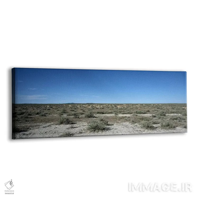 تابلو دکوراتیو Kunene Region, Namibia,گله اسپرینگ باک در حال چرا در طب… اثر پانورامیک ایمجز - نمای پرسپکتیو محصول