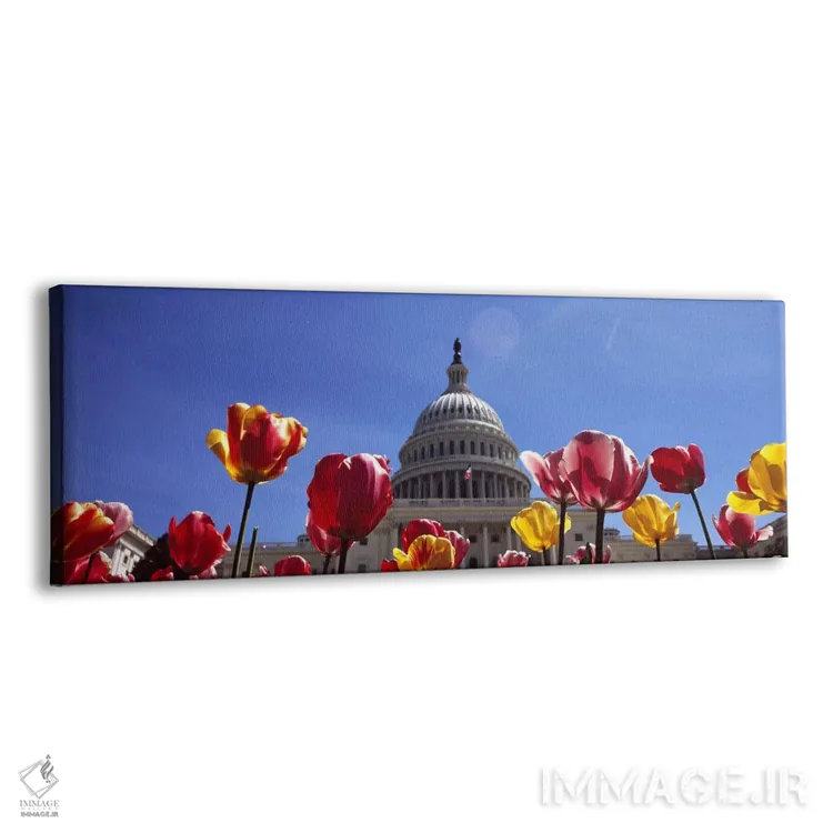 تابلو دکوراتیو Capitol Building, Washington DC, USA,لاله ها با ساختمان… اثر پانورامیک ایمجز - نمای پرسپکتیو محصول