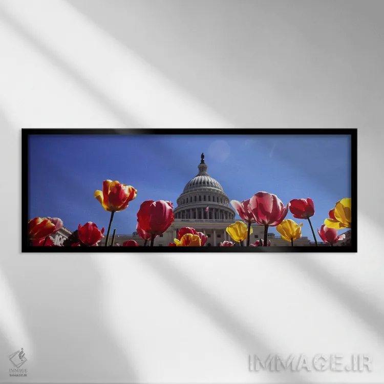 تابلو دکوراتیو Capitol Building, Washington DC, USA,لاله ها با ساختمان… اثر پانورامیک ایمجز - نمای قابدار مشکی