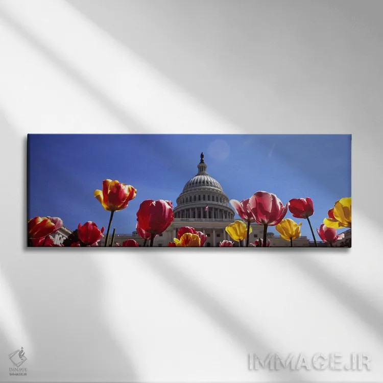 تابلو دکوراتیو Capitol Building, Washington DC, USA,لاله ها با ساختمان… اثر پانورامیک ایمجز - نمای روبهرو روی دیوار