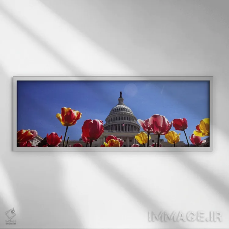 تابلو دکوراتیو Capitol Building, Washington DC, USA,لاله ها با ساختمان… اثر پانورامیک ایمجز - نمای قابدار سفید