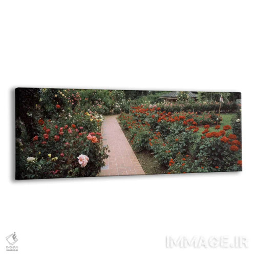 تابلو دکوراتیو International Rose Test Garden, Washington Park, Portla… اثر پانورامیک ایمجز - نمای پرسپکتیو محصول