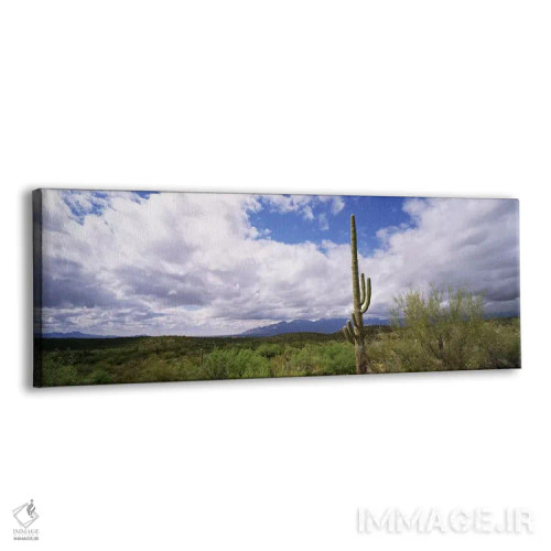 تابلو دکوراتیو Saguaro National Monument, Tucson, Arizona, USA,کاکتوس… اثر پانورامیک ایمجز - نمای پرسپکتیو محصول