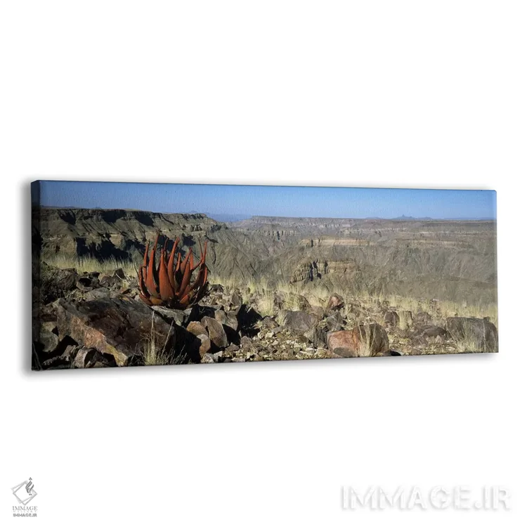 تابلو دکوراتیو Namibia,رشد آلوئه در لبه یک دره، دره فیش ریور، نامیبیا اثر پانورامیک ایمجز - نمای پرسپکتیو محصول