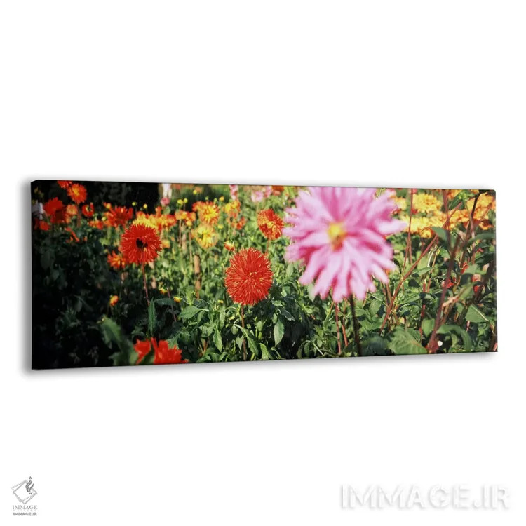 تابلو دکوراتیو Stuttgart, Baden-Wurttemberg, Germany,گل های داهلیا در… اثر پانورامیک ایمجز - نمای پرسپکتیو محصول