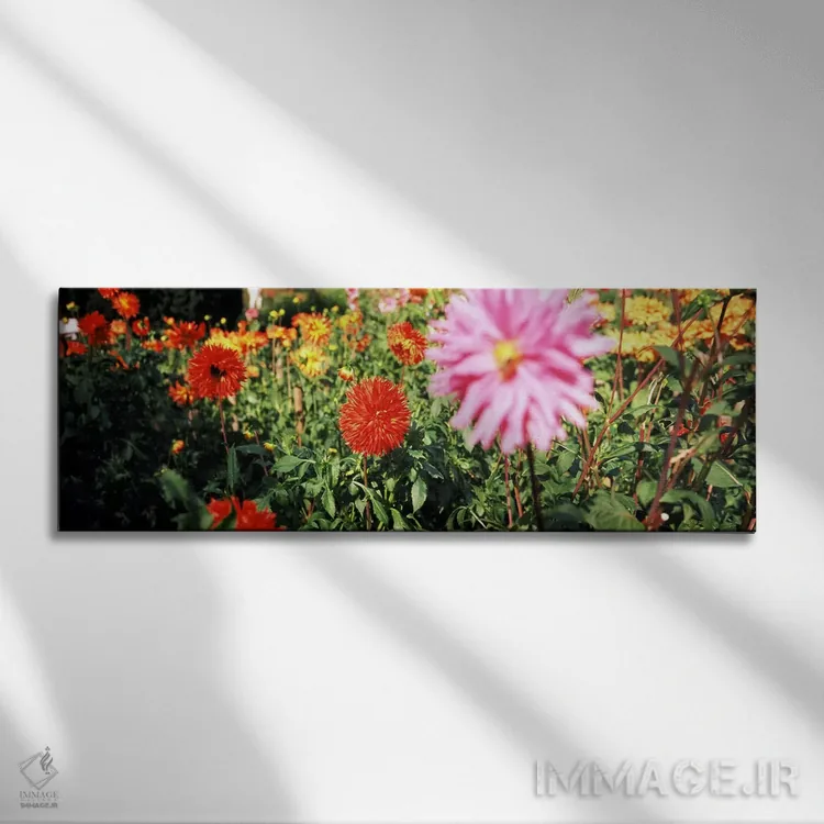 تابلو دکوراتیو Stuttgart, Baden-Wurttemberg, Germany,گل های داهلیا در… اثر پانورامیک ایمجز - نمای روبهرو روی دیوار
