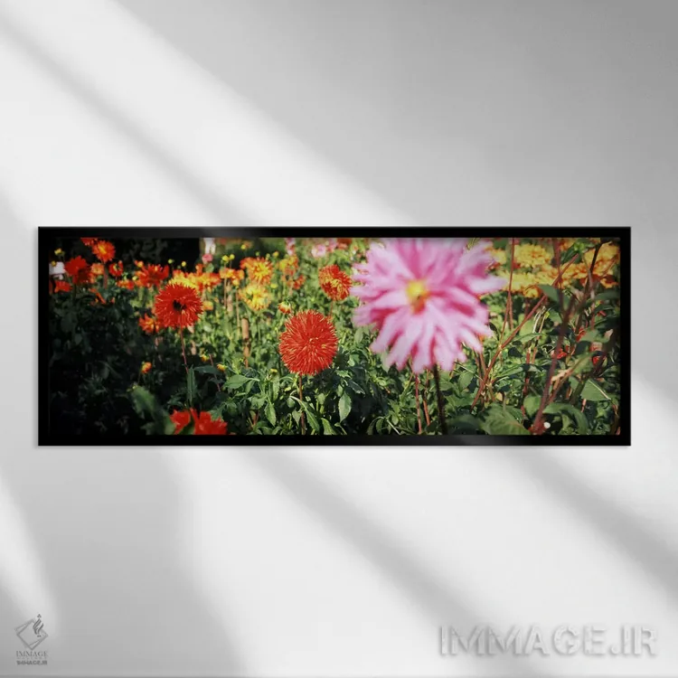 تابلو دکوراتیو Stuttgart, Baden-Wurttemberg, Germany,گل های داهلیا در… اثر پانورامیک ایمجز - نمای قابدار مشکی