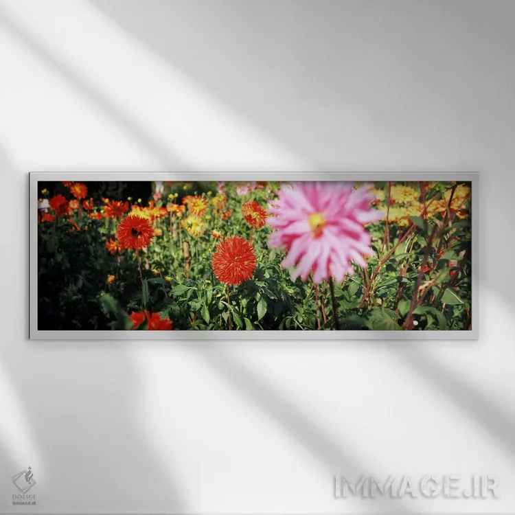 تابلو دکوراتیو Stuttgart, Baden-Wurttemberg, Germany,گل های داهلیا در… اثر پانورامیک ایمجز - نمای قابدار سفید