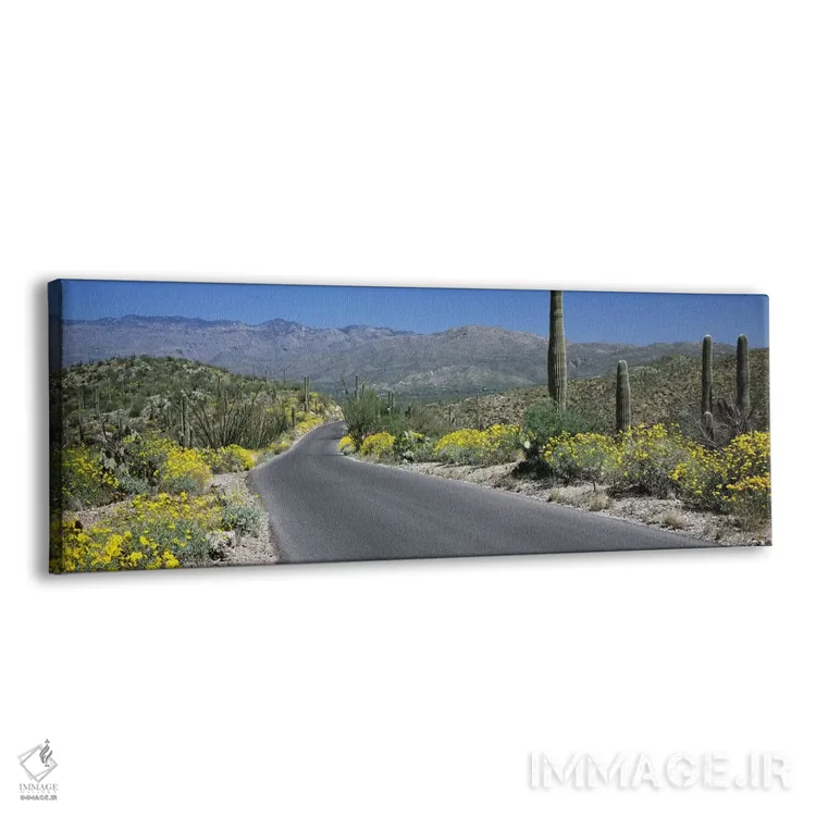 تابلو دکوراتیو Saguaro National Park, Tucson, Pima County, Arizona, US… اثر پانورامیک ایمجز - نمای پرسپکتیو محصول