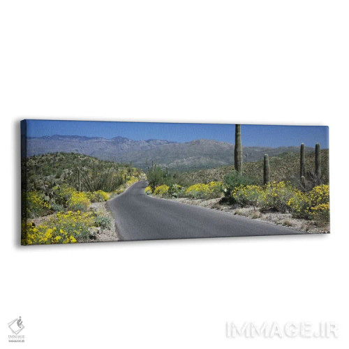 تابلو دکوراتیو Saguaro National Park, Tucson, Pima County, Arizona, US… اثر پانورامیک ایمجز - نمای پرسپکتیو محصول