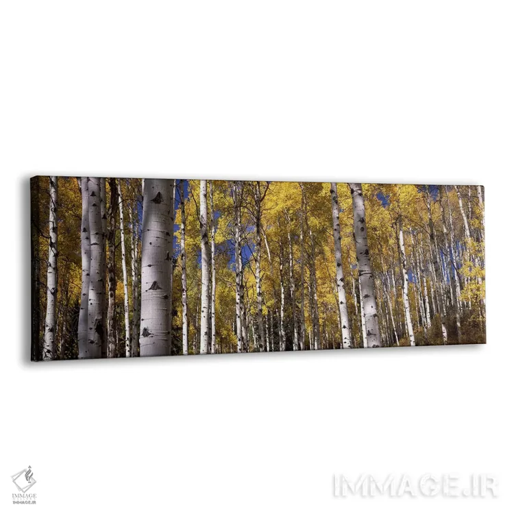 تابلو دکوراتیو Grand Teton National Park, Teton County, Wyoming, USA,ج… اثر پانورامیک ایمجز - نمای پرسپکتیو محصول