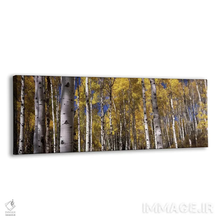 تابلو دکوراتیو Grand Teton National Park, Teton County, Wyoming, USA,ج… اثر پانورامیک ایمجز - نمای پرسپکتیو محصول