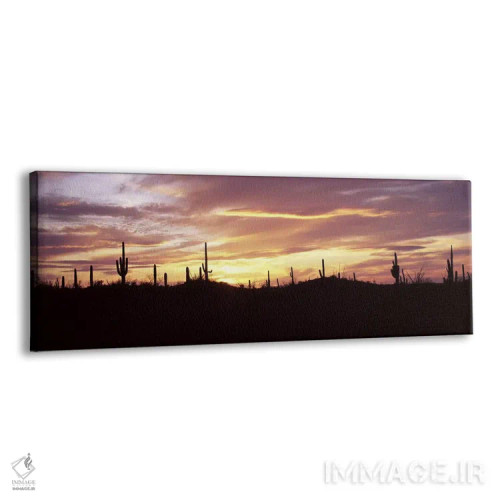 تابلو دکوراتیو Saguaro National Park, Tucson, Pima County, Arizona, US… اثر پانورامیک ایمجز - نمای پرسپکتیو محصول