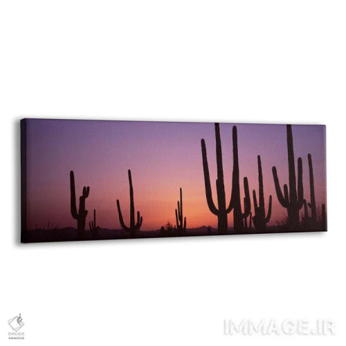 تابلو دکوراتیو Saguaro National Park, Tucson, Pima County, Arizona, US… اثر پانورامیک ایمجز - نمای پرسپکتیو محصول