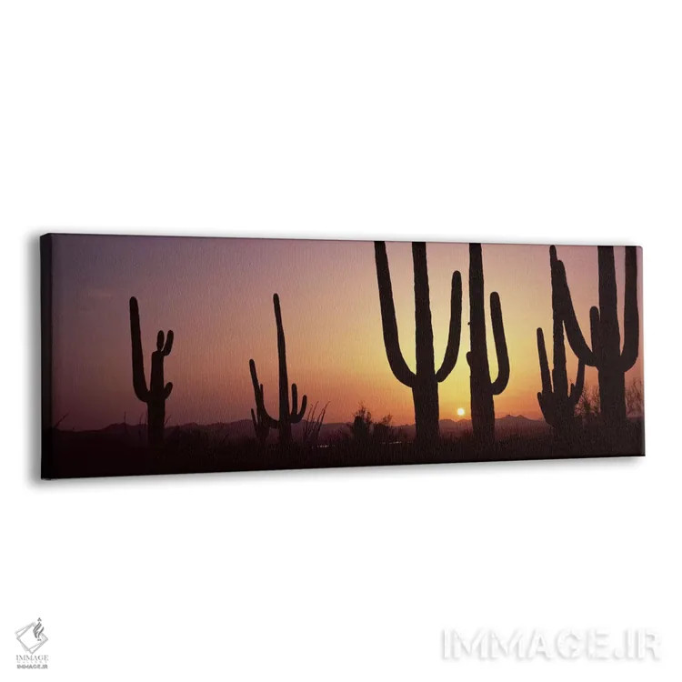 تابلو دکوراتیو Saguaro National Park, Tucson, Pima County, Arizona, US… اثر پانورامیک ایمجز - نمای پرسپکتیو محصول
