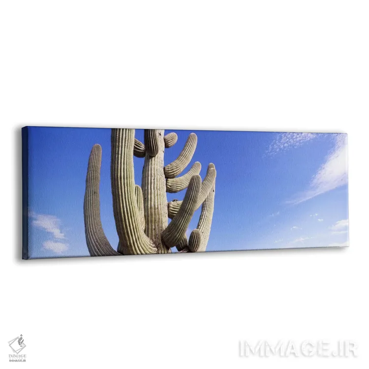 تابلو دکوراتیو Saguaro National Park, Tucson, Pima County, Arizona, US… اثر پانورامیک ایمجز - نمای پرسپکتیو محصول