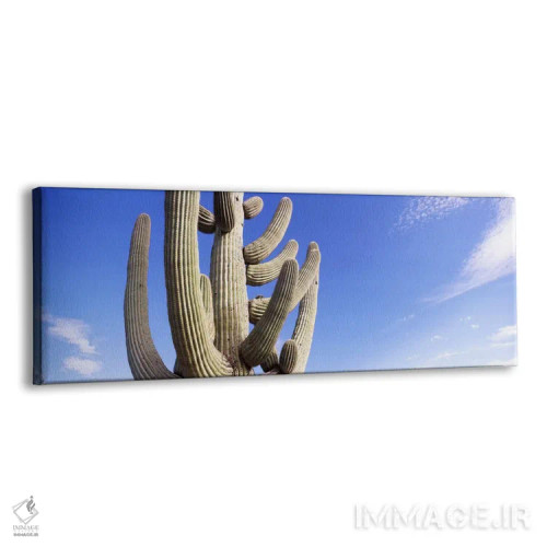 تابلو دکوراتیو Saguaro National Park, Tucson, Pima County, Arizona, US… اثر پانورامیک ایمجز - نمای پرسپکتیو محصول