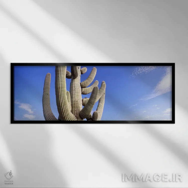 تابلو دکوراتیو Saguaro National Park, Tucson, Pima County, Arizona, US… اثر پانورامیک ایمجز - نمای قابدار مشکی