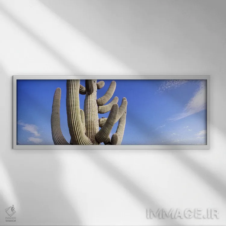 تابلو دکوراتیو Saguaro National Park, Tucson, Pima County, Arizona, US… اثر پانورامیک ایمجز - نمای قابدار سفید