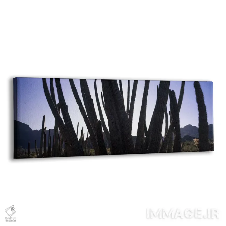 تابلو دکوراتیو Organ Pipe Cactus National Monument, Arizona, USA,کاکتو… اثر پانورامیک ایمجز - نمای پرسپکتیو محصول