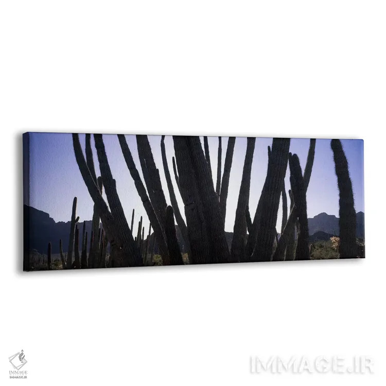 تابلو دکوراتیو Organ Pipe Cactus National Monument, Arizona, USA,کاکتو… اثر پانورامیک ایمجز - نمای پرسپکتیو محصول