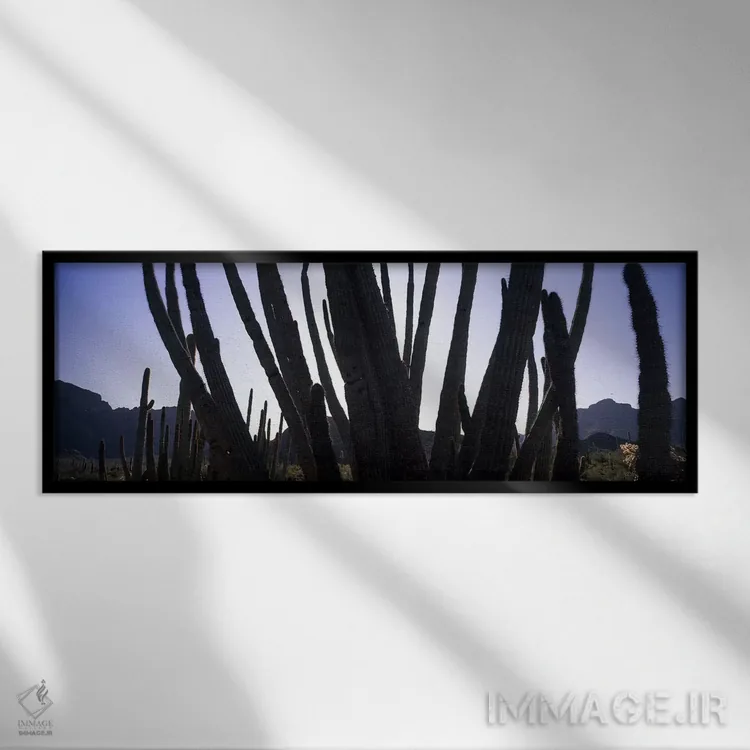 تابلو دکوراتیو Organ Pipe Cactus National Monument, Arizona, USA,کاکتو… اثر پانورامیک ایمجز - نمای قابدار مشکی
