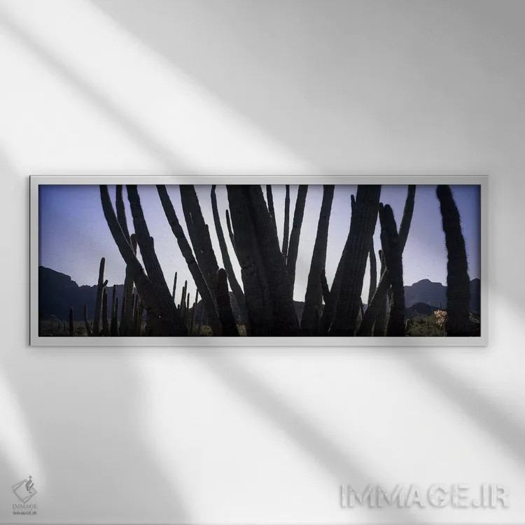 تابلو دکوراتیو Organ Pipe Cactus National Monument, Arizona, USA,کاکتو… اثر پانورامیک ایمجز - نمای قابدار سفید