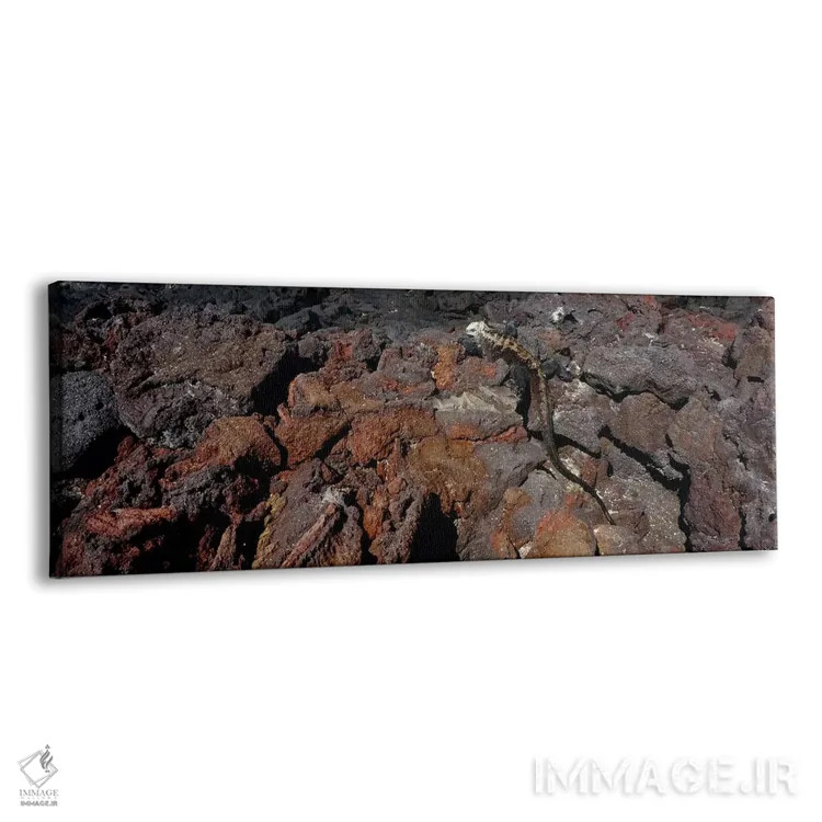 تابلو دکوراتیو Isabela Island, Galapagos Islands, Ecuador #2,ایگوانای… اثر پانورامیک ایمجز - نمای پرسپکتیو محصول
