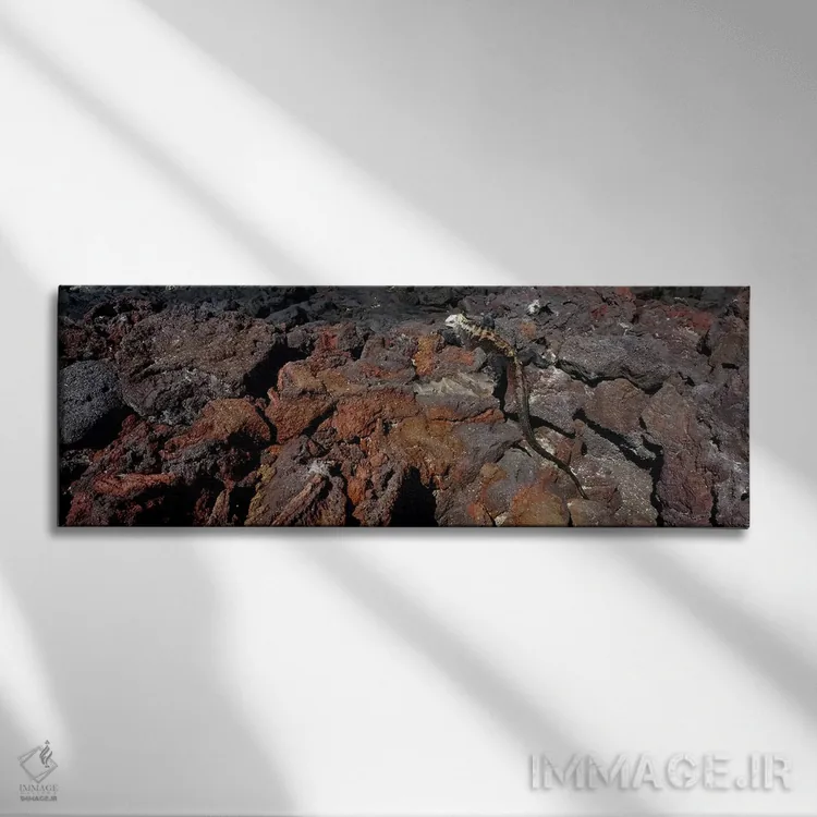 تابلو دکوراتیو Isabela Island, Galapagos Islands, Ecuador #2,ایگوانای… اثر پانورامیک ایمجز - نمای روبهرو روی دیوار