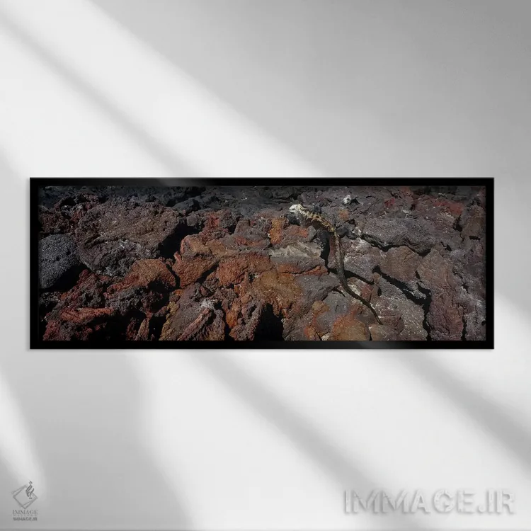 تابلو دکوراتیو Isabela Island, Galapagos Islands, Ecuador #2,ایگوانای… اثر پانورامیک ایمجز - نمای قابدار مشکی