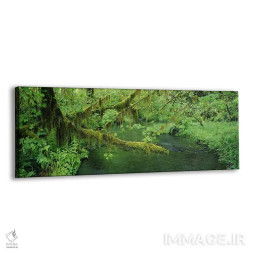 تابلو دکوراتیو Hoh Rainforest, Olympic National Park, Washington, USA… اثر پانورامیک ایمجز - نمای پرسپکتیو محصول