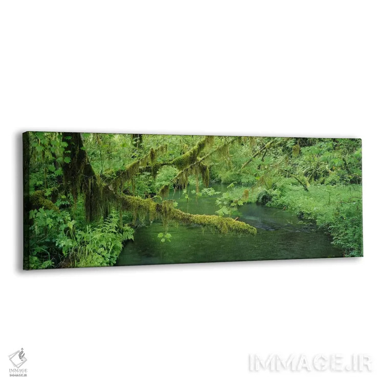 تابلو دکوراتیو Hoh Rainforest, Olympic National Park, Washington, USA… اثر پانورامیک ایمجز - نمای پرسپکتیو محصول