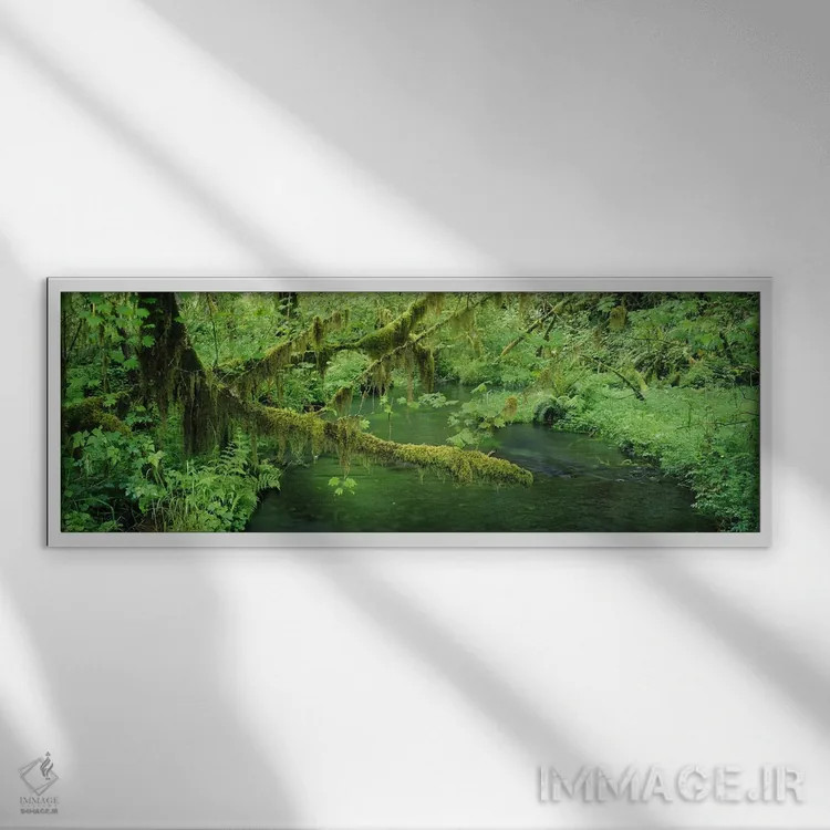 تابلو دکوراتیو Hoh Rainforest, Olympic National Park, Washington, USA… اثر پانورامیک ایمجز - نمای قابدار سفید