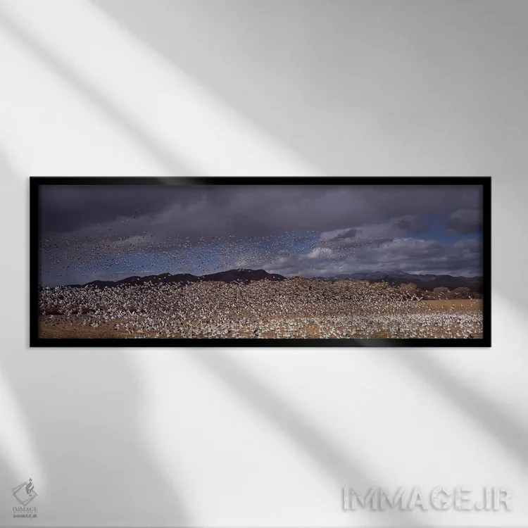 تابلو دکوراتیو Socorro County, New Mexico, USA,پرواز دسته غاز برفی ، م… اثر پانورامیک ایمجز - نمای قابدار مشکی