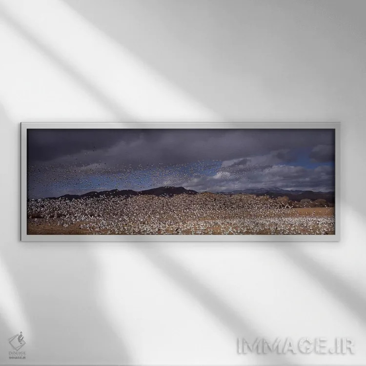تابلو دکوراتیو Socorro County, New Mexico, USA,پرواز دسته غاز برفی ، م… اثر پانورامیک ایمجز - نمای قابدار سفید