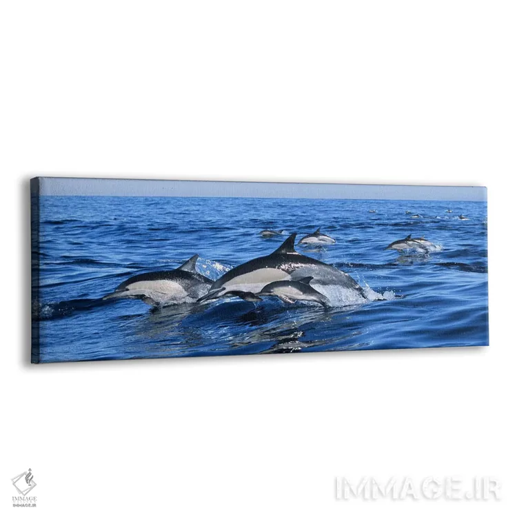تابلو دکوراتیو دلفین های معمولی در حال پریدن از آب دریا اثر پانورامیک ایمجز - نمای پرسپکتیو محصول