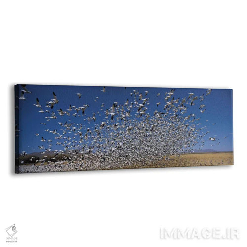 تابلو دکوراتیو Bosque Del Apache National Wildlife Reserve, Socorro Co… اثر پانورامیک ایمجز - نمای پرسپکتیو محصول