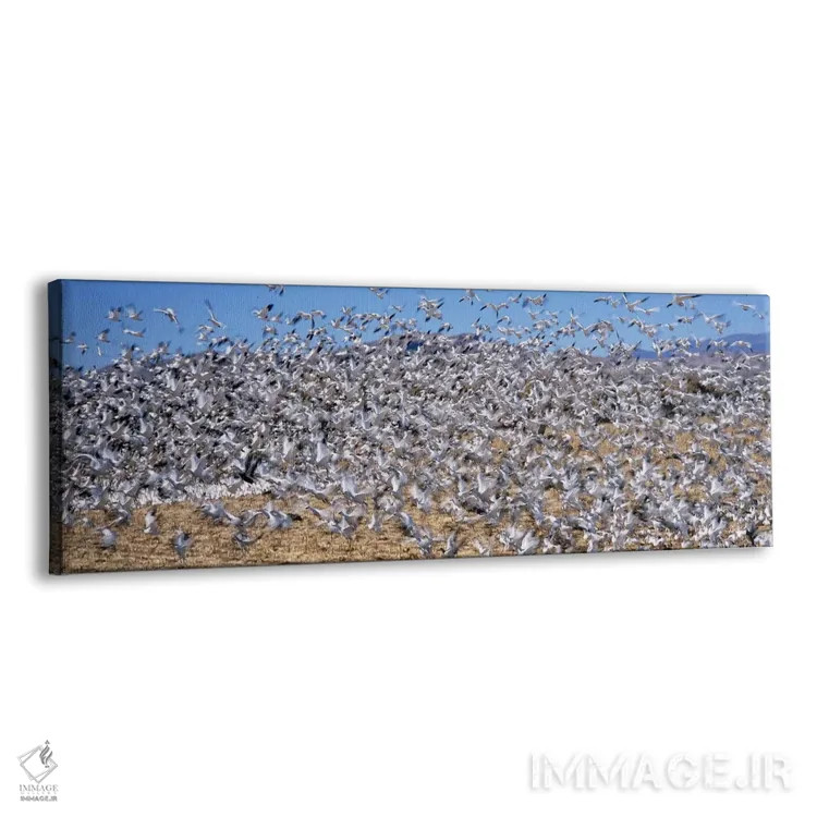 تابلو دکوراتیو Bosque Del Apache National Wildlife Reserve, Socorro Co… اثر پانورامیک ایمجز - نمای پرسپکتیو محصول