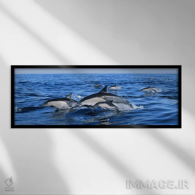 تابلو دکوراتیو دلفین های معمولی در حال پریدن از آب دریا اثر پانورامیک ایمجز - نمای قابدار مشکی