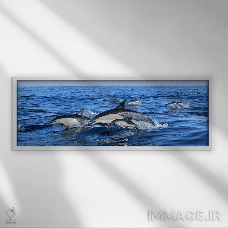 تابلو دکوراتیو دلفین های معمولی در حال پریدن از آب دریا اثر پانورامیک ایمجز - نمای قابدار سفید