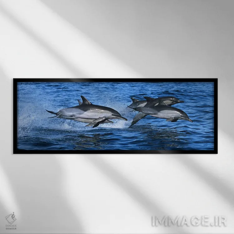 تابلو دکوراتیو دلفین های معمولی در حال پریدن از آب دریا اثر پانورامیک ایمجز - نمای قابدار مشکی