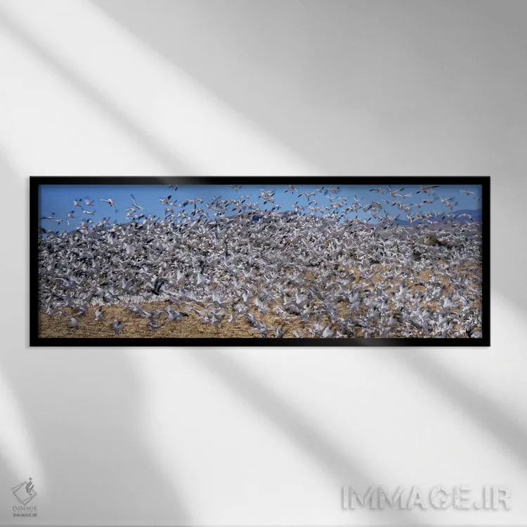 تابلو دکوراتیو Bosque Del Apache National Wildlife Reserve, Socorro Co… اثر پانورامیک ایمجز - نمای قابدار مشکی