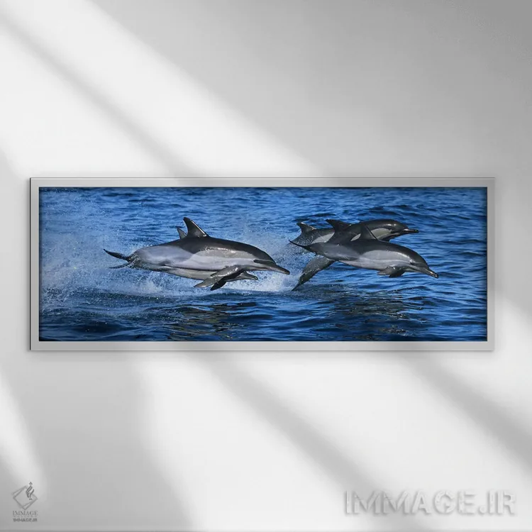 تابلو دکوراتیو دلفین های معمولی در حال پریدن از آب دریا اثر پانورامیک ایمجز - نمای قابدار سفید