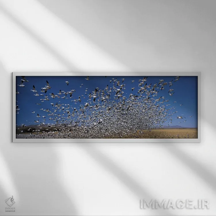 تابلو دکوراتیو Bosque Del Apache National Wildlife Reserve, Socorro Co… اثر پانورامیک ایمجز - نمای قابدار سفید